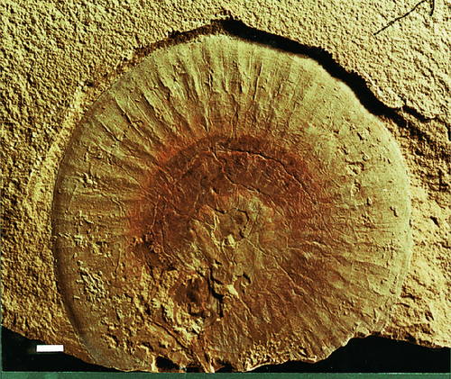 澄江化石地 (1) (1).jpg